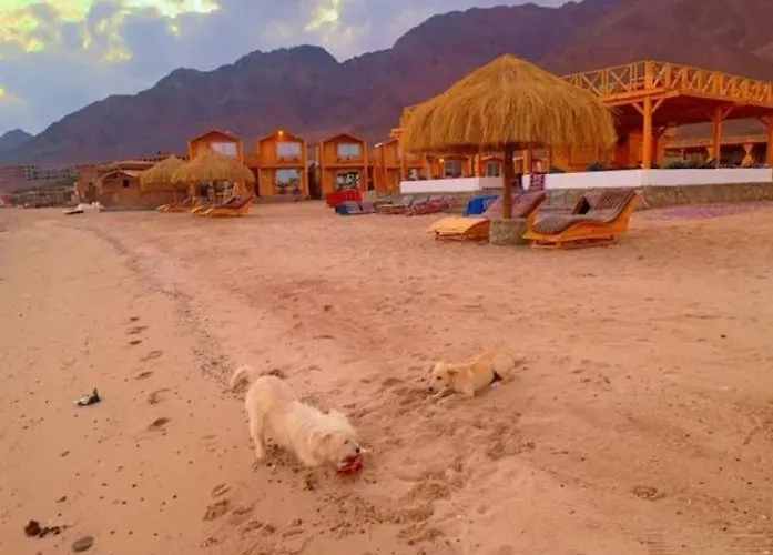 Bedouin House Camp بيت خشبي *